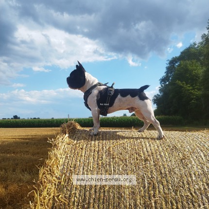 Photo 1/1 Venom Chien perdu à Saint Hippolyte