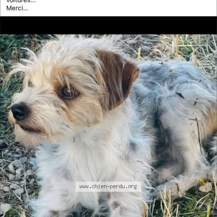 Photo 1/1 rox Chien perdu à Villiers Le Sec