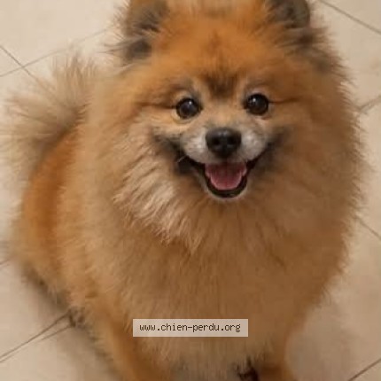 Photo 1/1 prince Chien perdu à Clichy Sous Bois