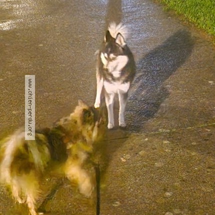 Photo 1/1 Chien trouvé Trouvé à St Herblain