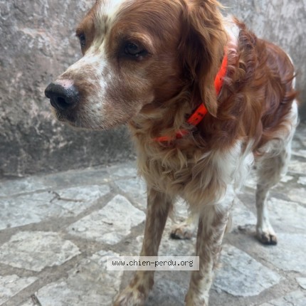 Photo 1/1 Chien trouvé Trouvé à Toulon