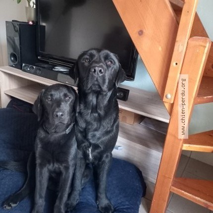 Photo 1/1 Chien retrouvé Perdu à Saint Philbert De Bouaine