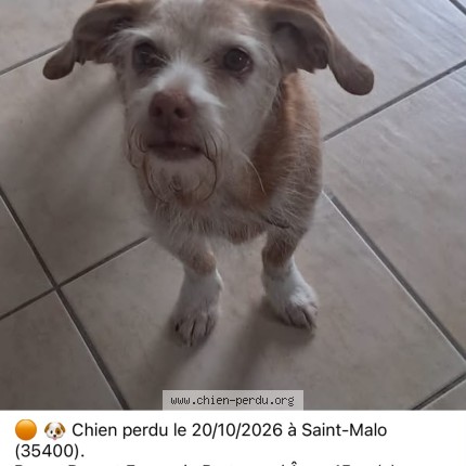 Photo 1/1 guessia Chien perdu à St Malo