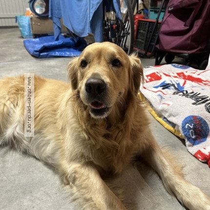 Photo 1/1 Chien retrouvé Trouvé à Lugos