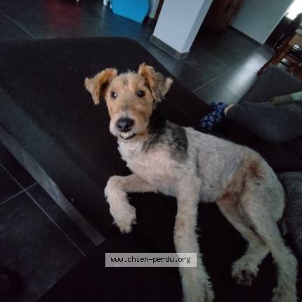 Photo 1/1 Chien retrouvé Perdu à Chassey Beaupre
