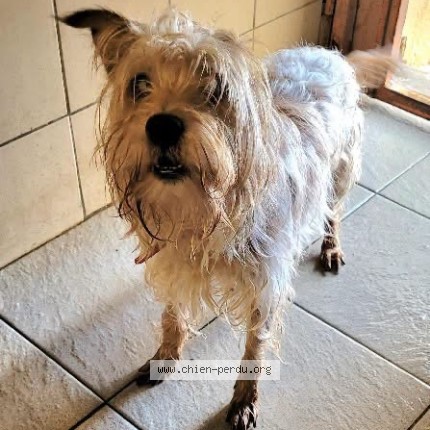Photo 1/1 Chien trouvé Trouvé à Magalas