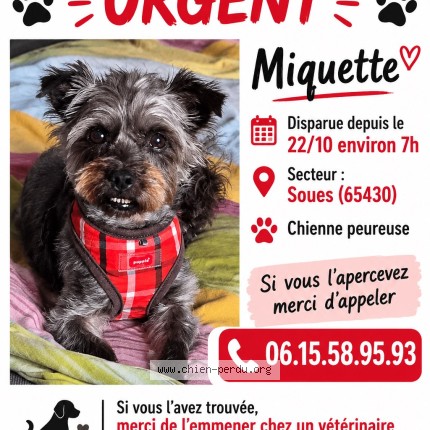 Photo 1/1 Miquette Chien perdu à Soues