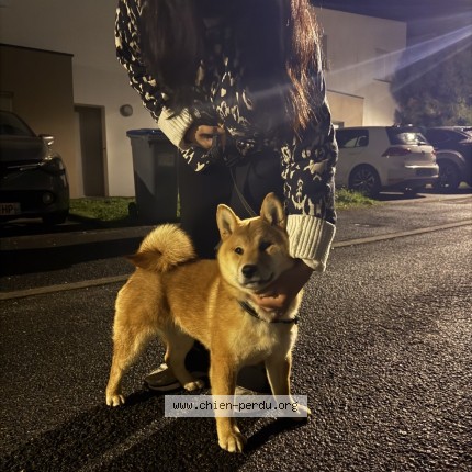 Photo 1/1 Chien retrouvé Perdu à Saint Herblain