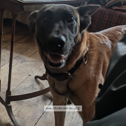 Photo 1/1 Biscotti Chien perdu à Saint Omer