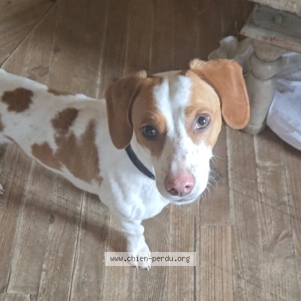 Photo 1/1 Chien retrouvé Perdu à La Roche Sur Grane