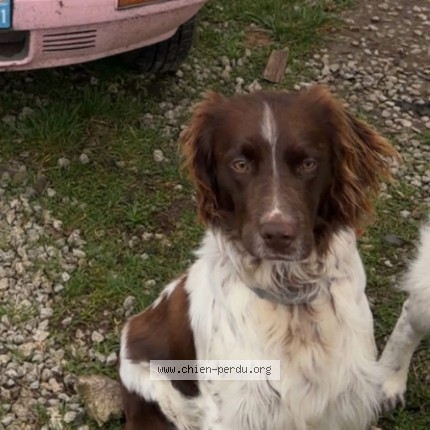 Photo 1/1 Chien retrouvé Perdu à La Truchere