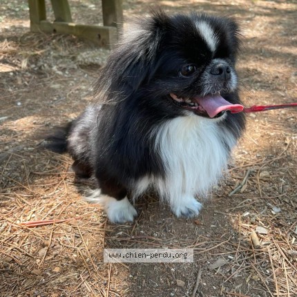 Photo 1/1 ibyss Chien perdu à Figanieres