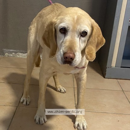 Photo 1/1 Chien trouvé Trouvé à Portet Sur Garonne