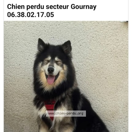 Photo 1/1 alucard Chien perdu à Gournay