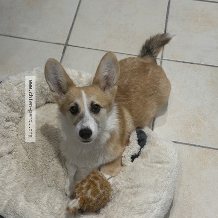 Photo 1/1 bidoof Chien perdu à Mesplede