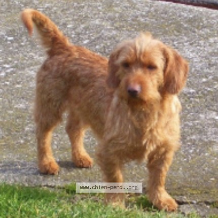 Photo 1/1 Tango Chien perdu à Flaujagues