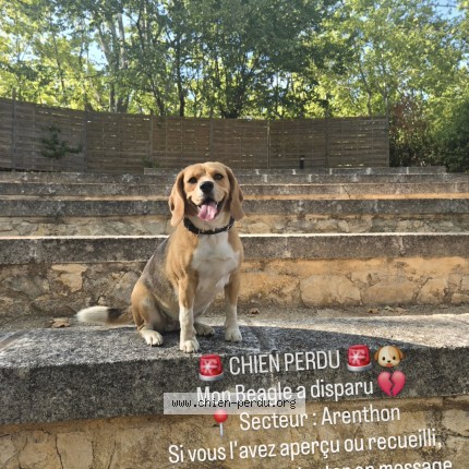 Photo 1/1 leïa Chien perdu à Arenthon