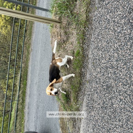 Photo 1/1 Chien trouvé Trouvé à Ternand