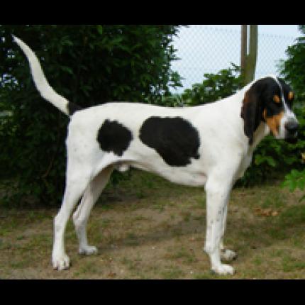 67616 Dagobert Chien Perdu à Thure Chien Perdu France